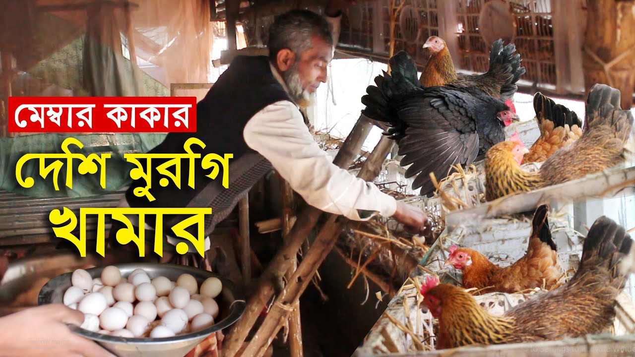 জামালপুরের মেম্বার কাকার বাণিজ্যিকভাবে দেশি মুরগির খামার | Desi murgi palan | Poultry farm