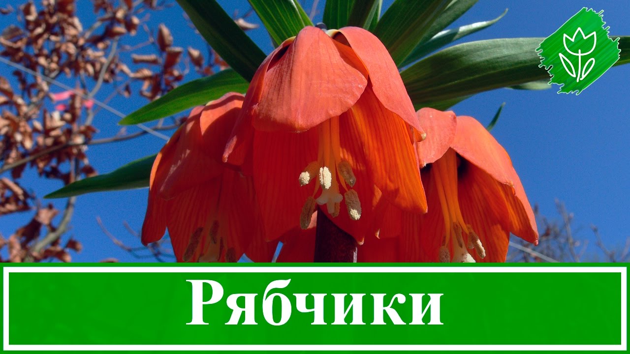 Цветок рябчик – посадка, уход и выращивание, рябчик после цветения
