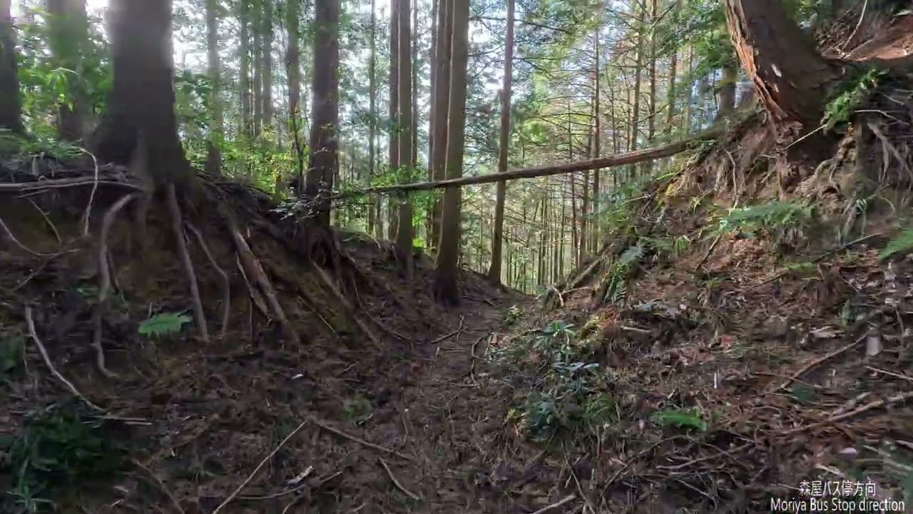 MY10Dちょこっと登山・・水分道その７復路