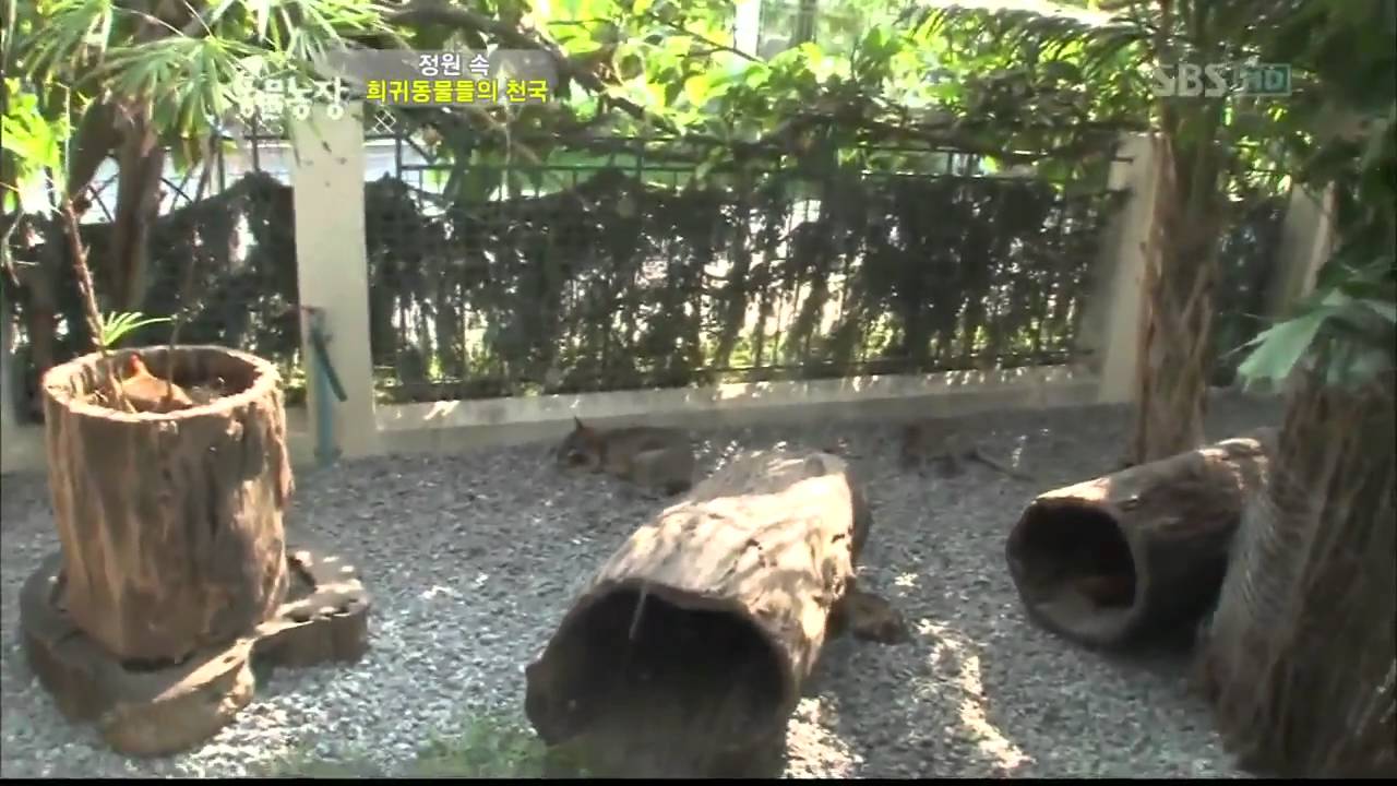 TV동물농장(506회)_06