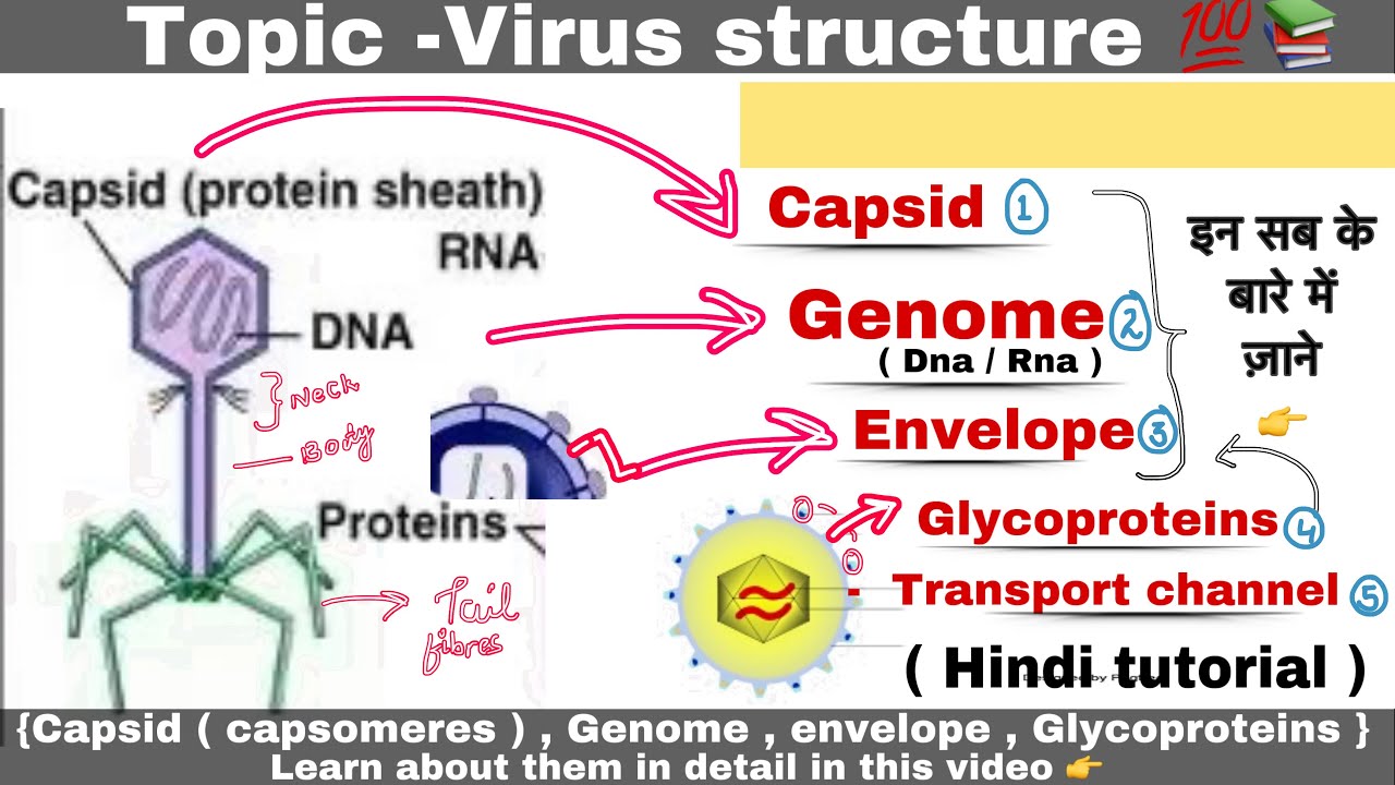 Structure of virus - capsid , Genome, Glycoprotein , Transport channel and capsomers ll biology ll