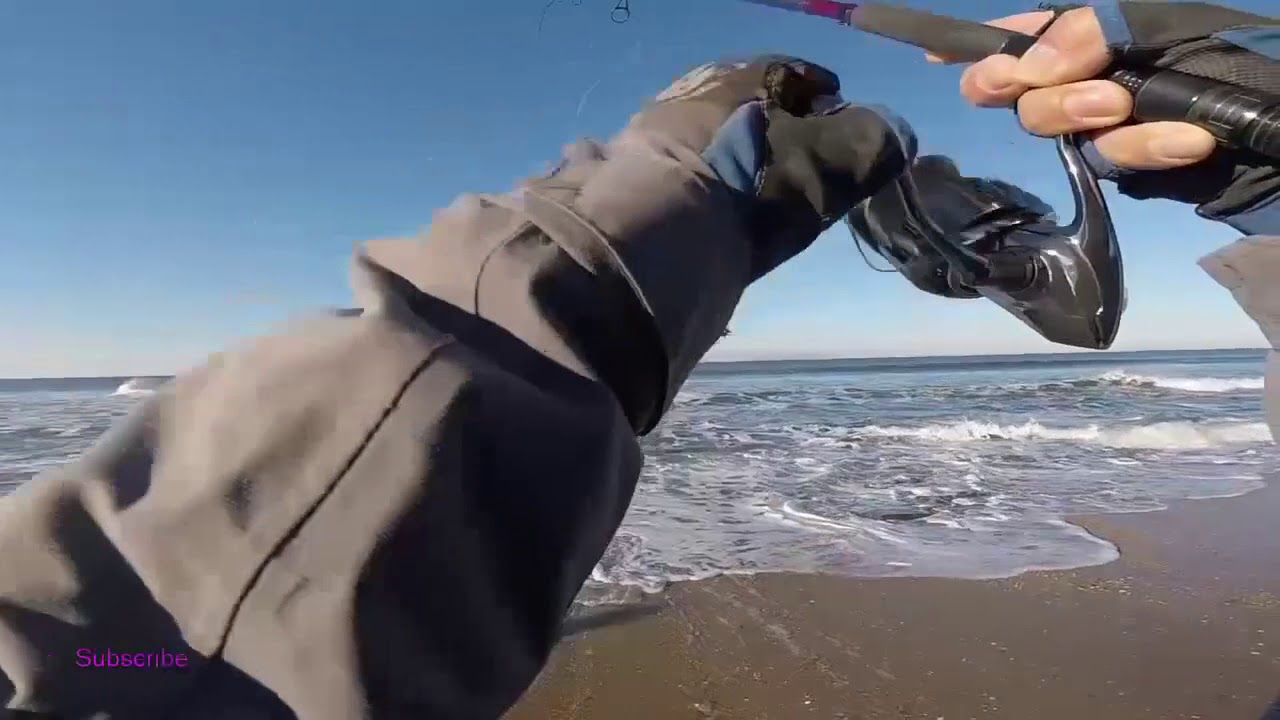 Sea Bass - Robalo de 1,2 kg, + 2 cachotes, com passeante