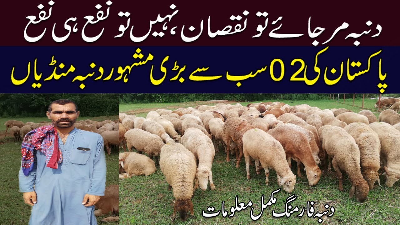 Dumba Farm in Pakistan | Dumba Mandi in Pakistan | Dumba Farming in Pakistan | Qasim Malik
