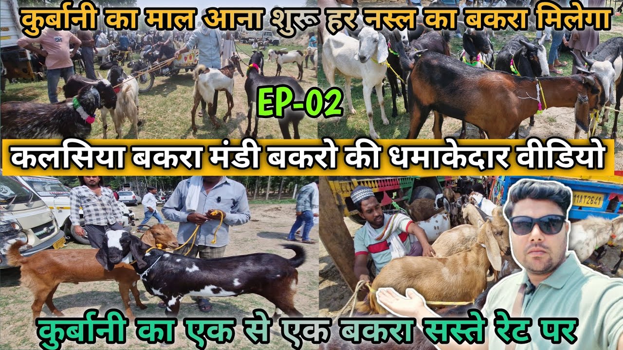 Vlogs👉07.05.2025 कलसिया बकरा मंडी बकरो की धमाकेदार वीडियो ! Wholesale Goat Mandi Kalsiya !!