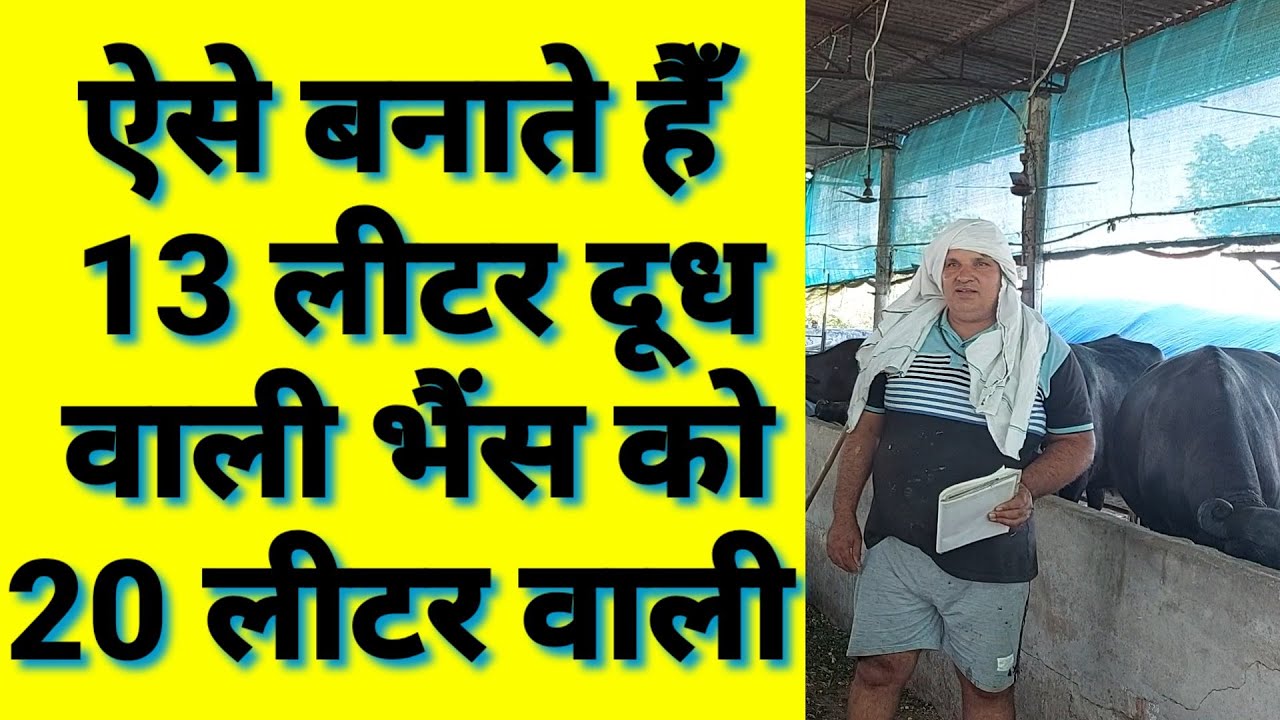 Correct way to increase buffalo milk production|Tips to increase milk production of buffalo|pashu...