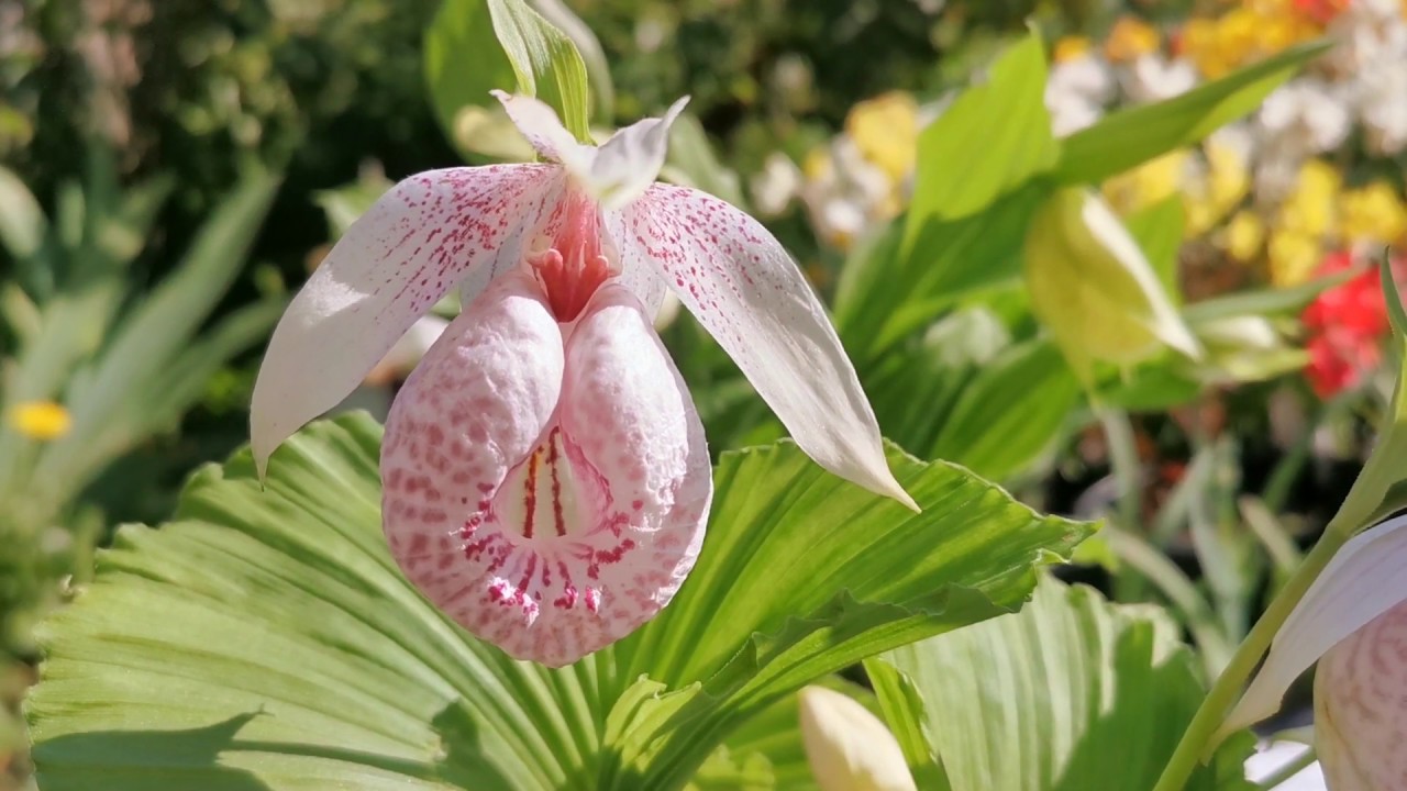 Cypripedium lady's slipper garden orchids cultivation and care in USDA 8 (Kent, England, UK)