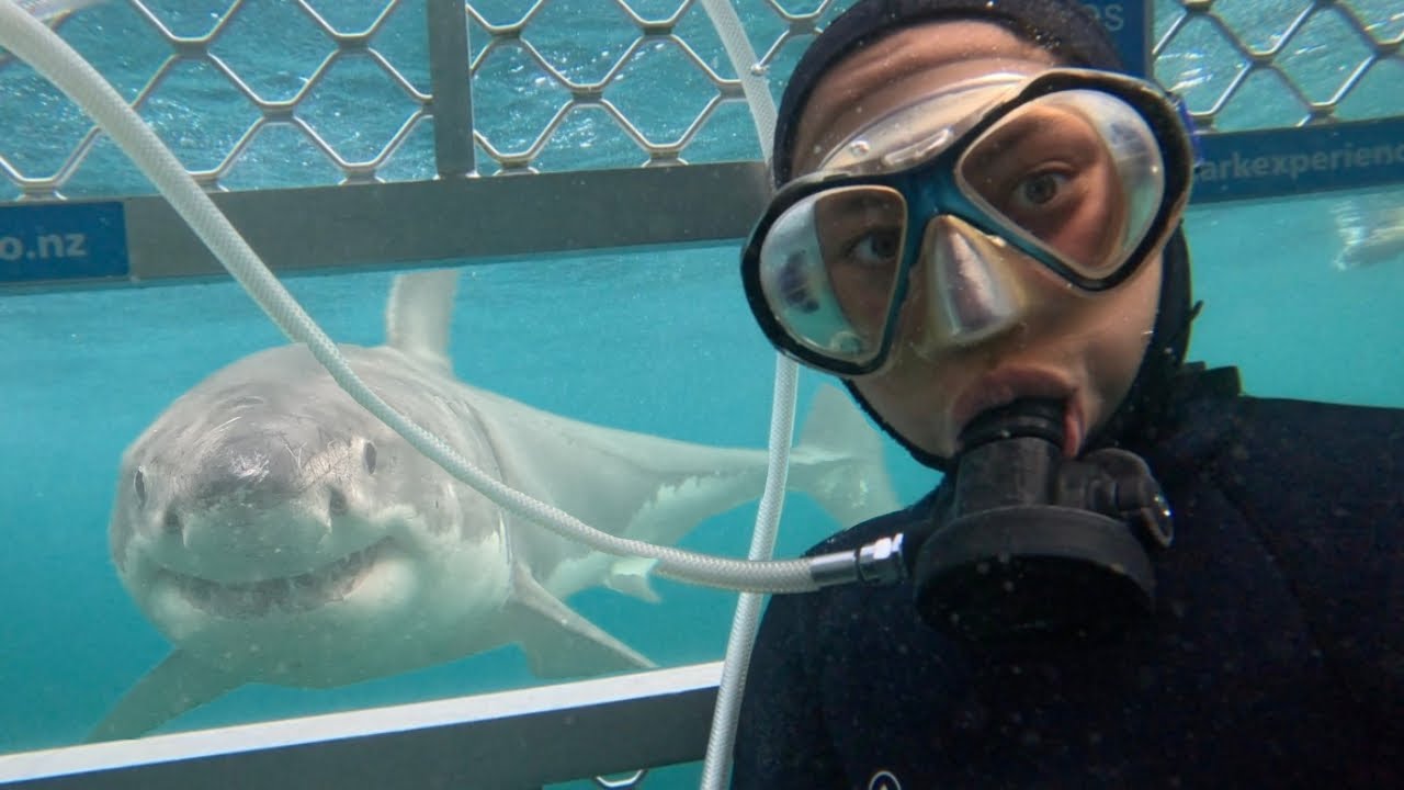 Face to Face with a GREAT WHITE SHARK 🦈 | New Zealand