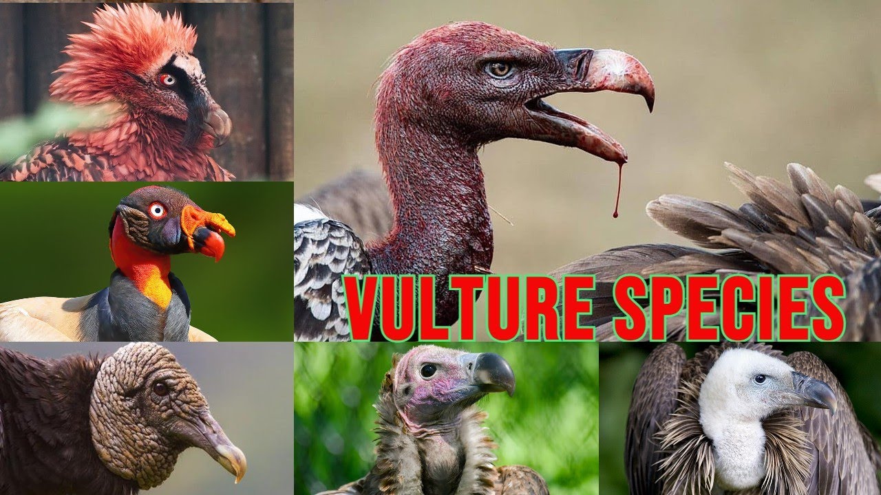 All Vulture species / Complete list of vulture species / Types of vulture
