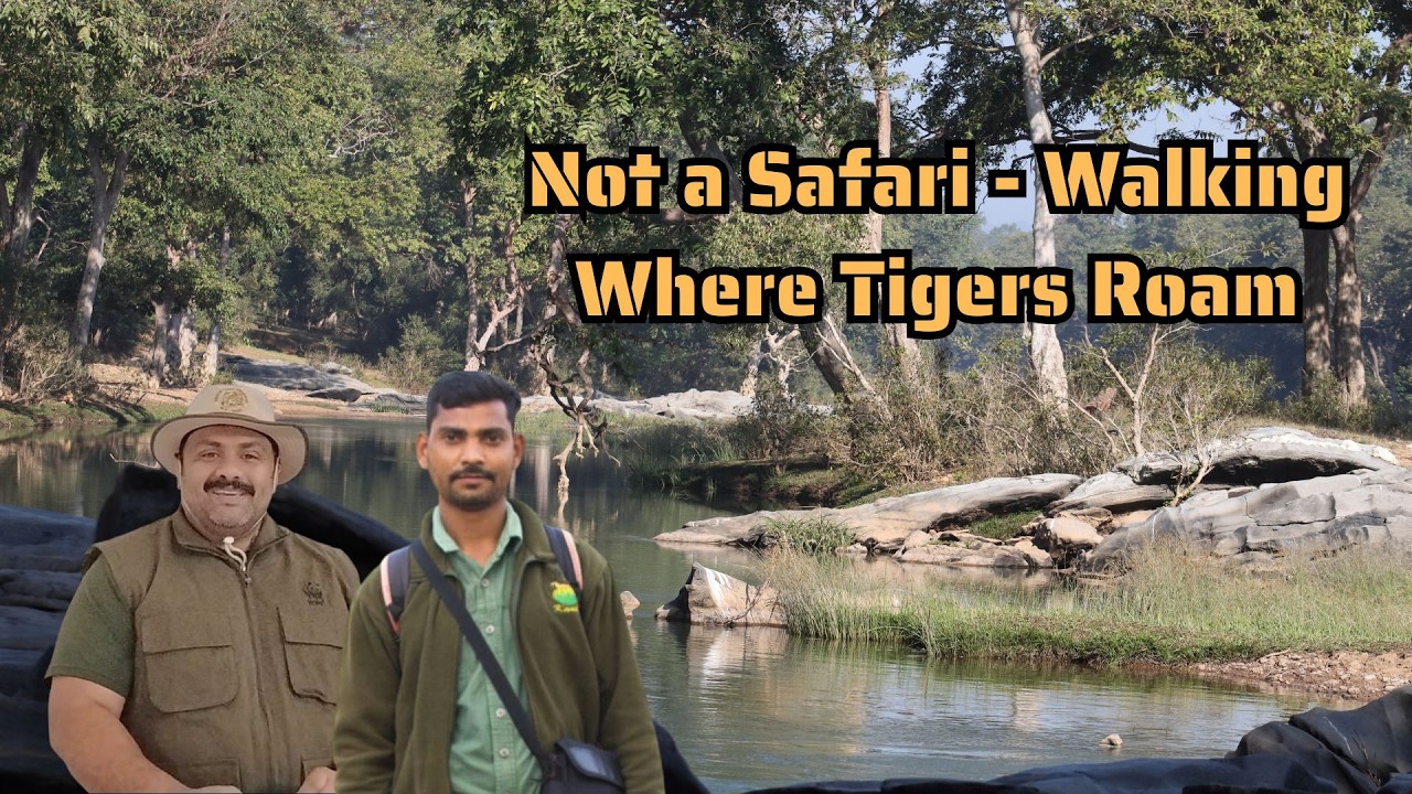 Would you dare to walk in Tiger Territory?| Kanha's Hidden secret beyond Safaris