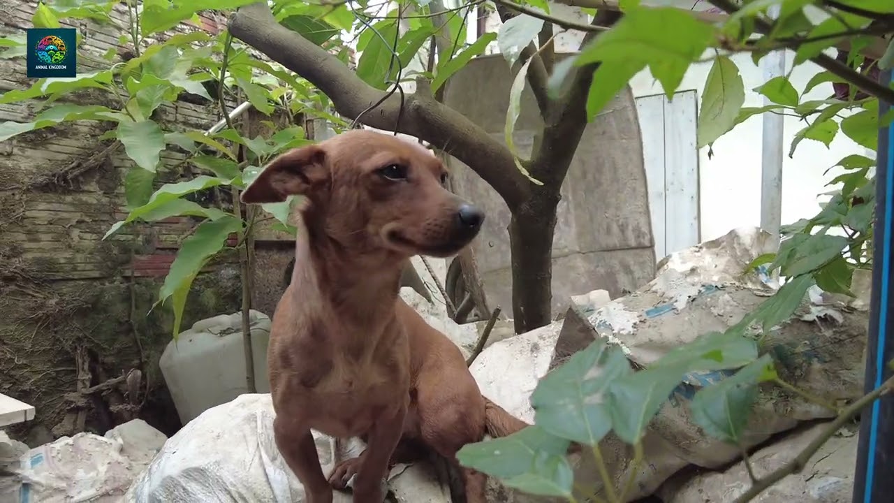 The Abandoned Stray Dog A Heartfelt Story of Animal Compassion | Animal Kingdom