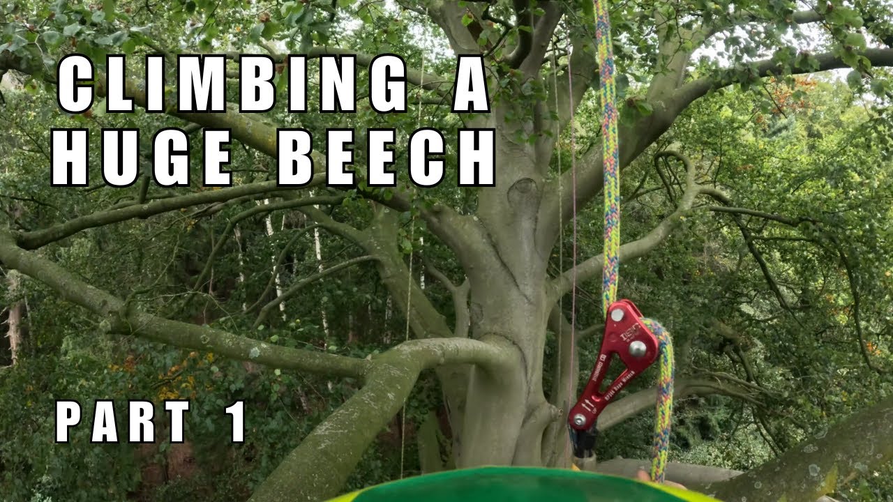 Climbing a huge beech - part I (SRT climbing, redirects & mechanical advantage)