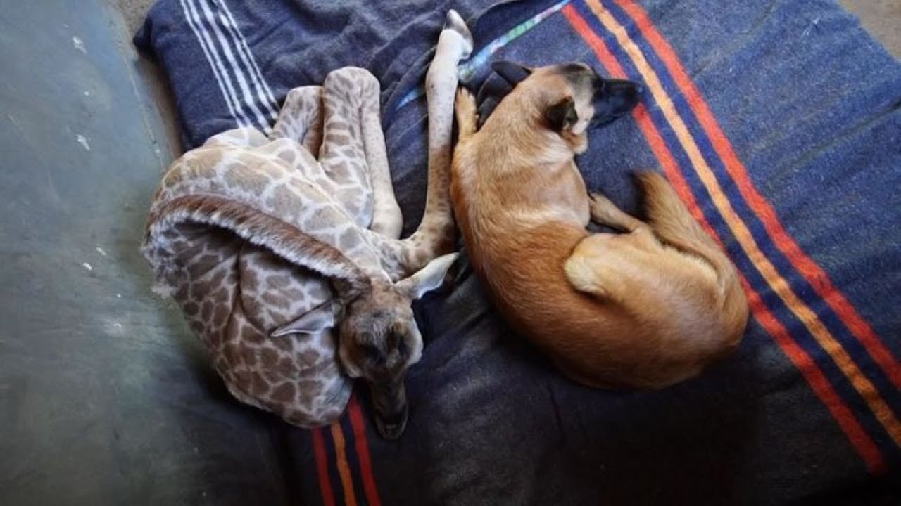 Abandoned Baby Giraffe Makes An Unlikely Friend That Saves His Life
