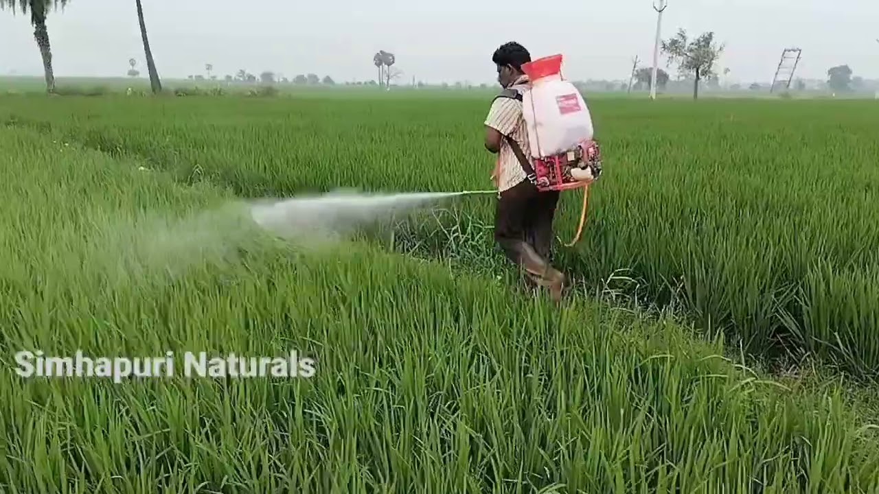 Part-5 | 4th Spray in Paddy | Cvr Method | Natural Farming In Cvr Method | Low Cost – High Yield | 