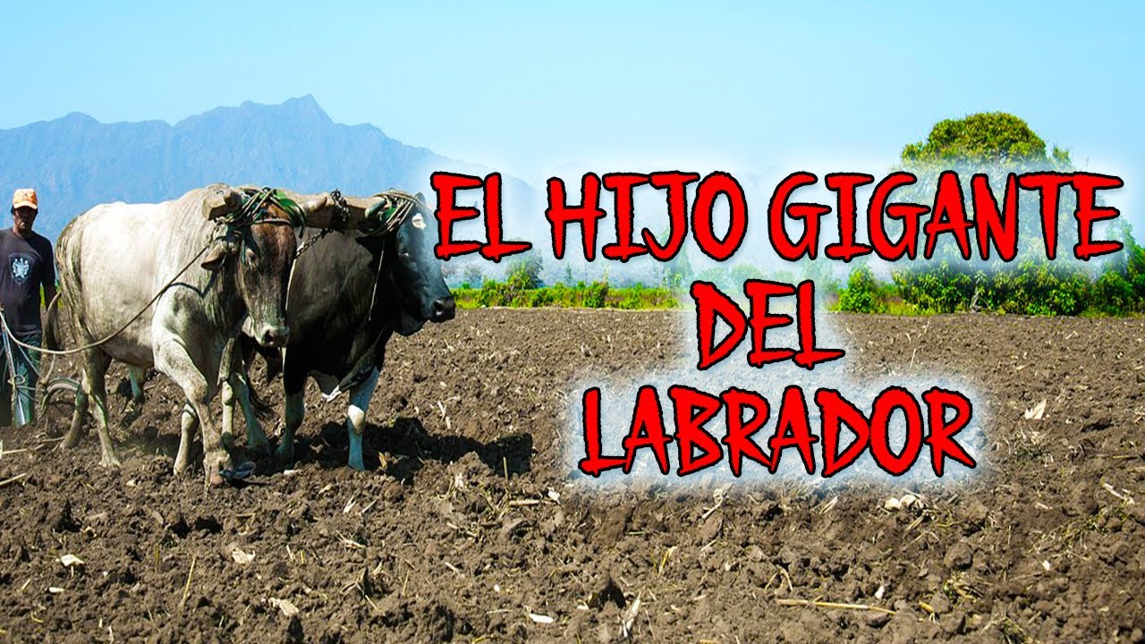 EL HIJO GIGANTE  DEL  LABRADOR (cuento clásico)