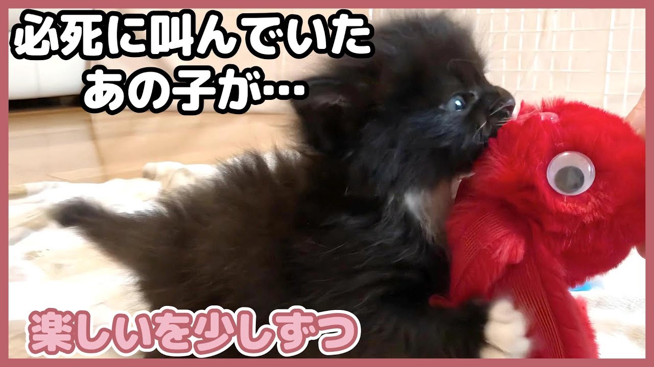 もう泣き虫じゃないよ。遊びを知った小さな一歩【保護猫日記】