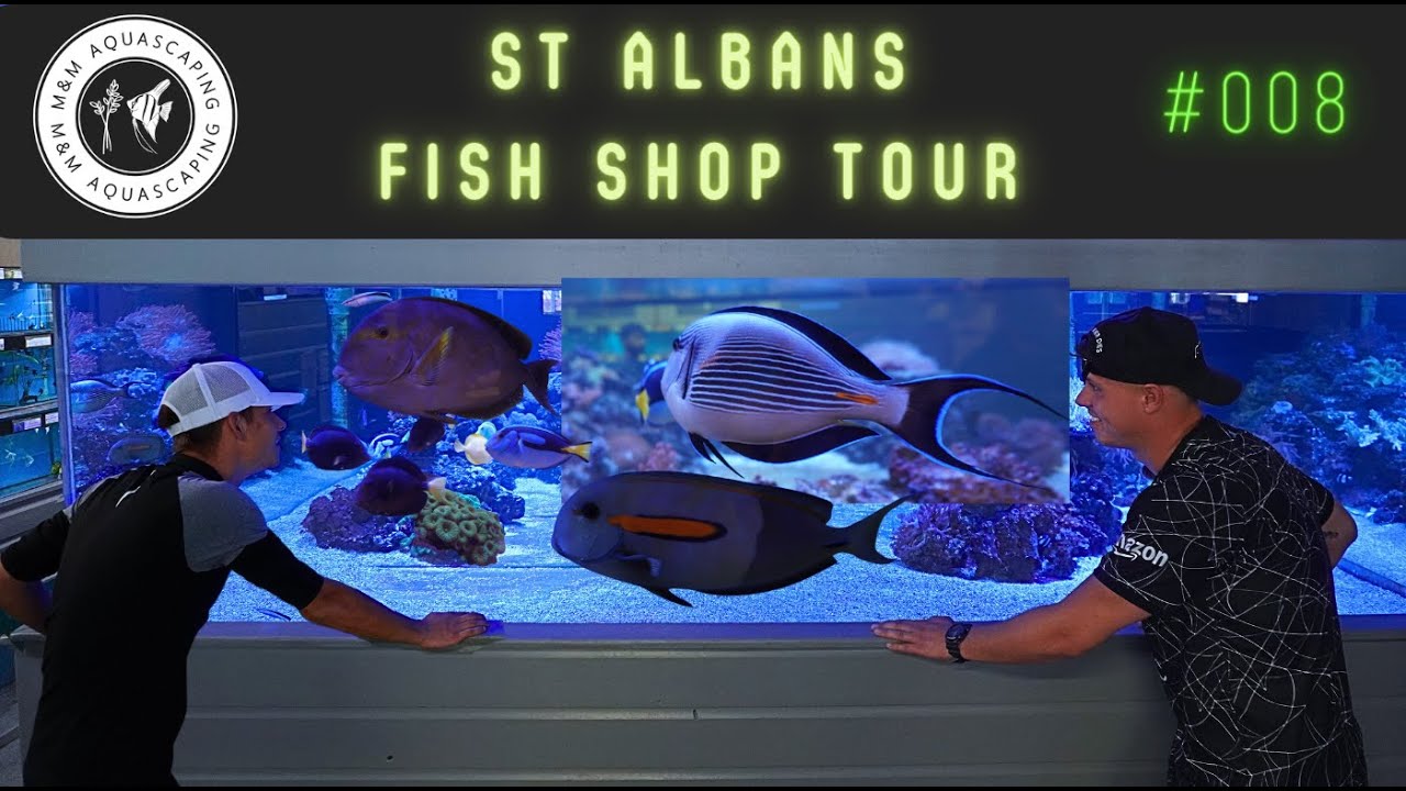 Fish Shop Tour ! | Full tour of St Albans Maidenhead Aquatics