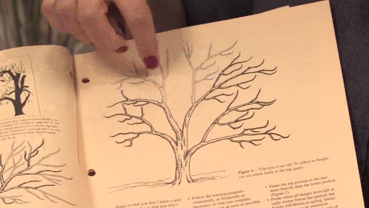 Gardening: Pruning : How to Prune Ornamental Plum Trees