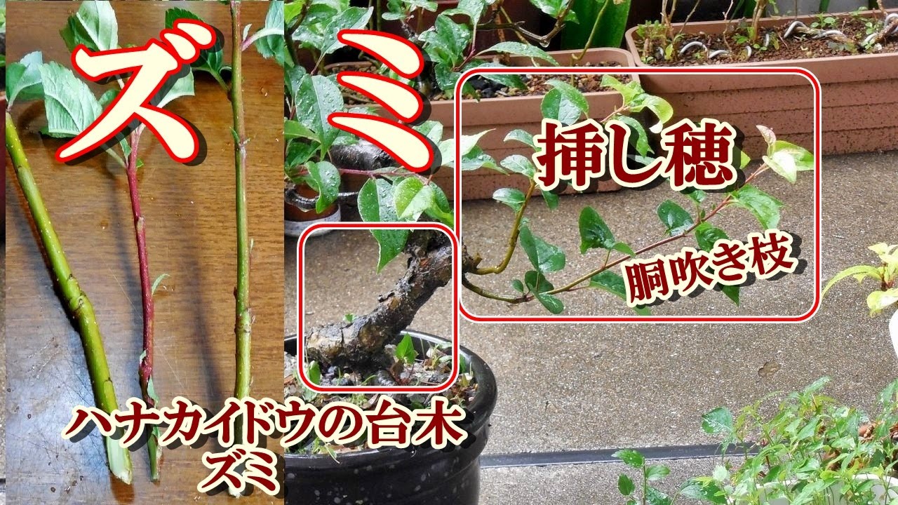 【小品盆栽】ズミ 酸実 ペットボトルに挿し木　ハナカイドウの台木から胴吹き枝を使う