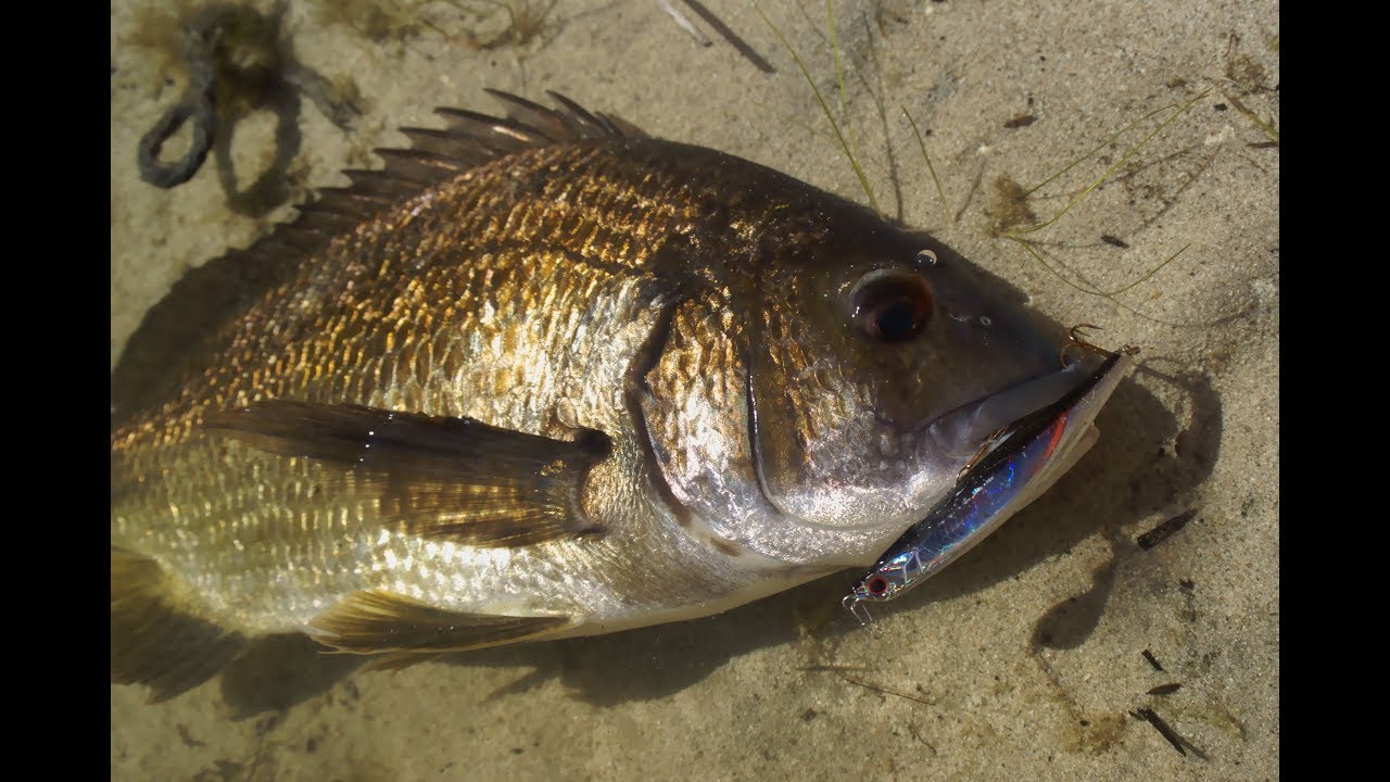 SURFACE BREAM AND SALMON | Kangaroo Island 2016