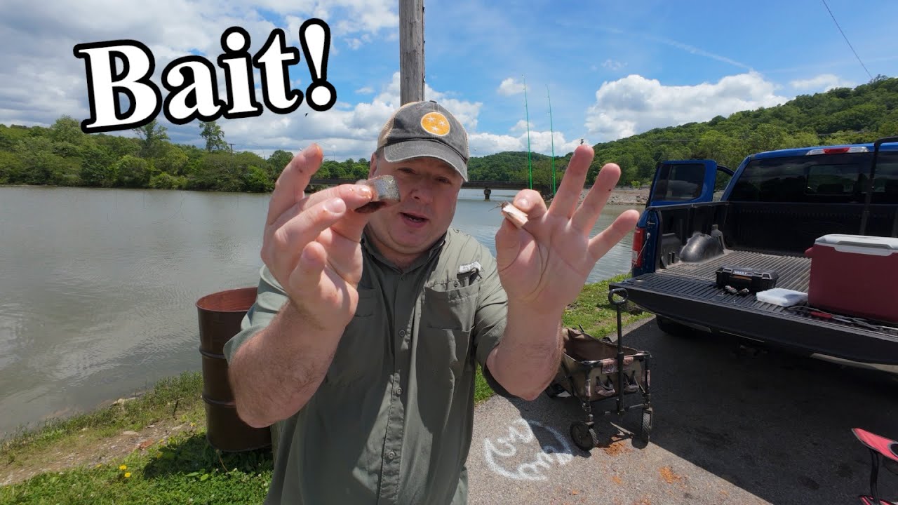 Bank Fishing for Channel Catfish with Gizzard Shad Cutbait & Carolina Shorty Rig