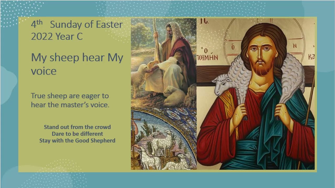 4th Sunday of Easter 2022 Year C Fr A Paul Homily – 8th May 2022