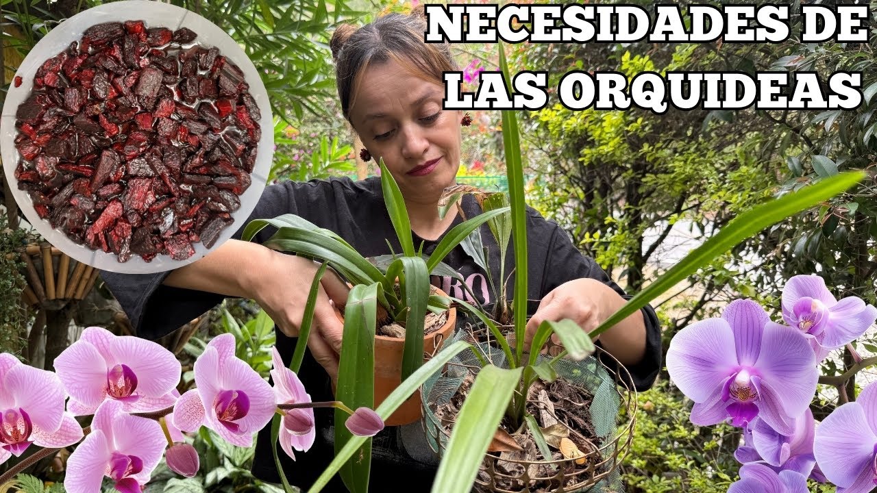 SUSTRATO IDEAL PARA ORQUIDEAS QUE TENGO EN MI JARDIN🌸🌸 | Bioclaumykrea