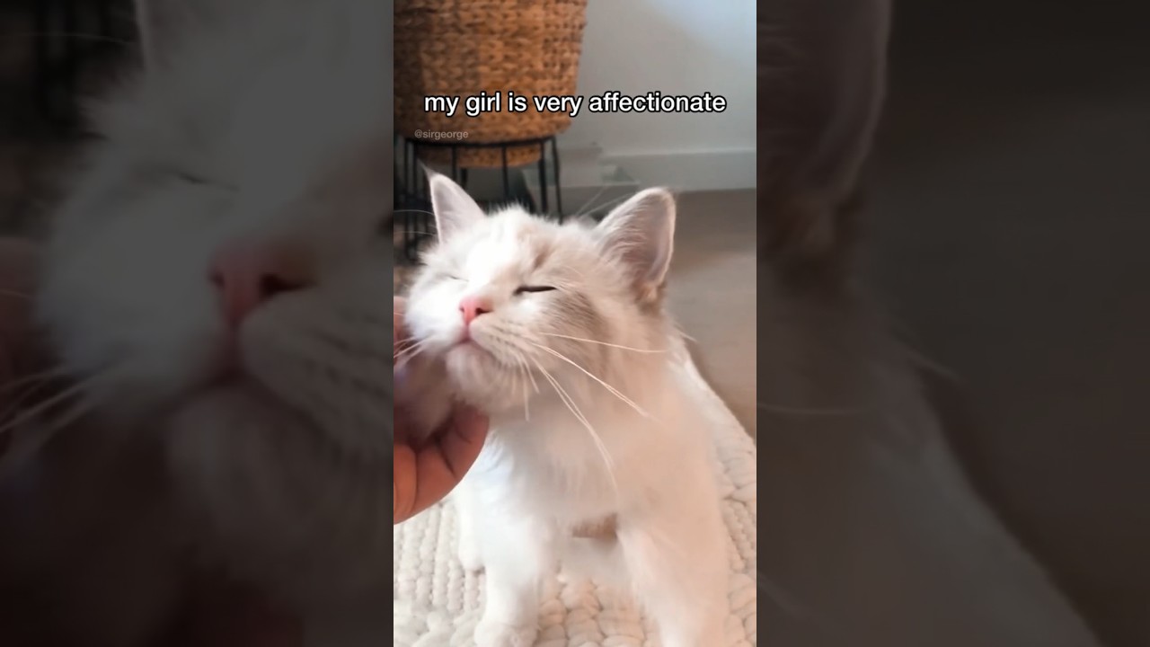 Things I Wish I Knew Before Getting a Kitten: Affection #shorts #ragdolls #kitten