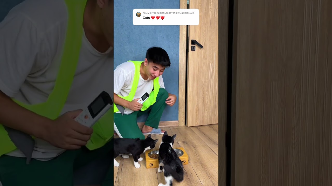 No cat 🤣