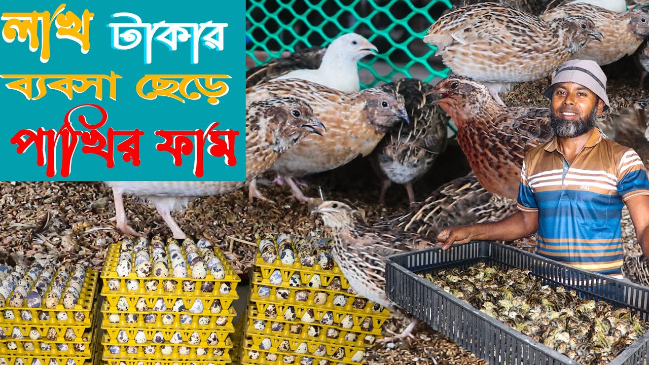 লাখ টাকার ব্যবসা ছেড়ে কেন? কোয়েল পাখির খামারে আবু মুসা ! কোয়েল পাখি পালন পদ্ধতি। koyel pakhi palon