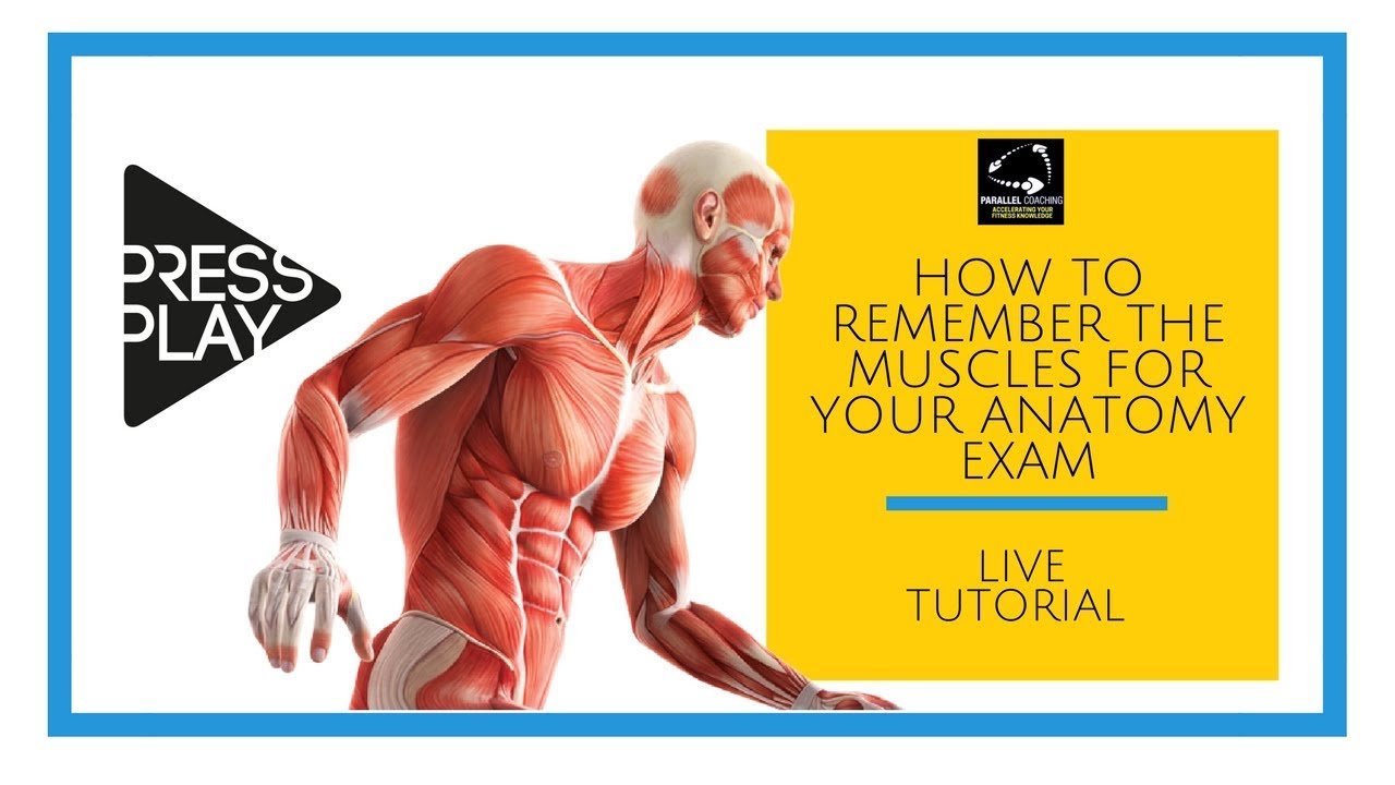 How to Remember the Muscles for Your Anatomy Exam
