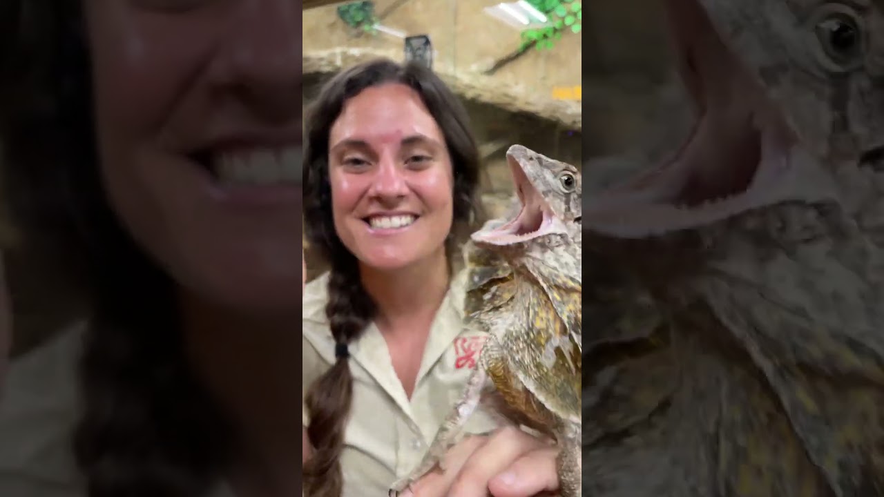Плащеносная ящерица прыгнула мне на лицо! 😳🦎