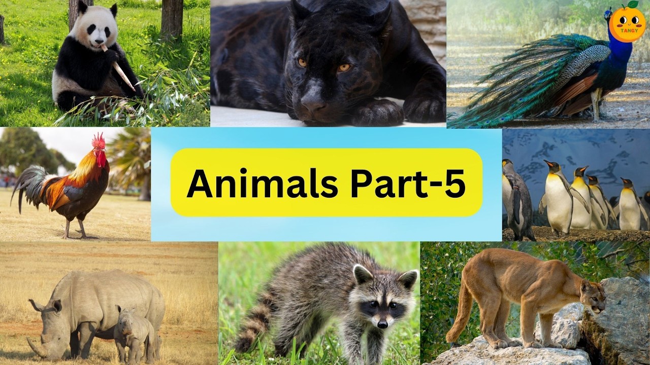 Animal sounds | Animals Name and sound-5 | Sounds of animals | Animals name in English| Tangy Orange