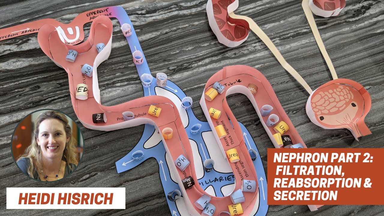Nephron Part 2: Filtration, Reabsorption & Secretion