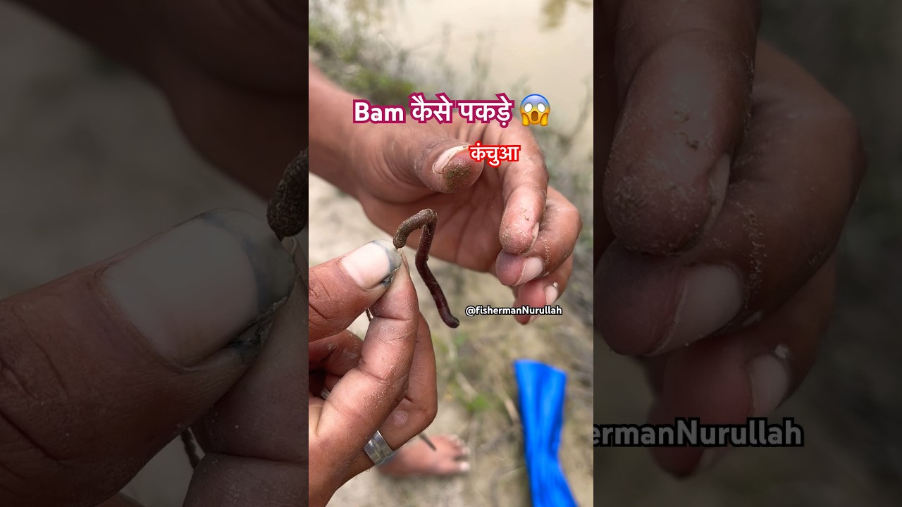 कंचुआ से bam kaise pakde #shorts #youtubeshorts #india #bihar #subscribe #tips #support #fishing