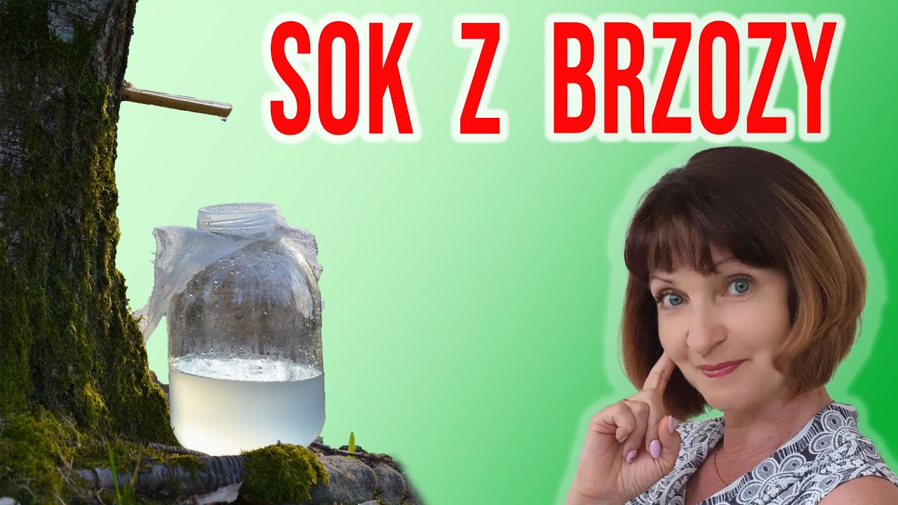 Sok z brzozy, bzowina, oskoła. Właściwości zdrowotne. Kto powinien pić i jak zbierać?