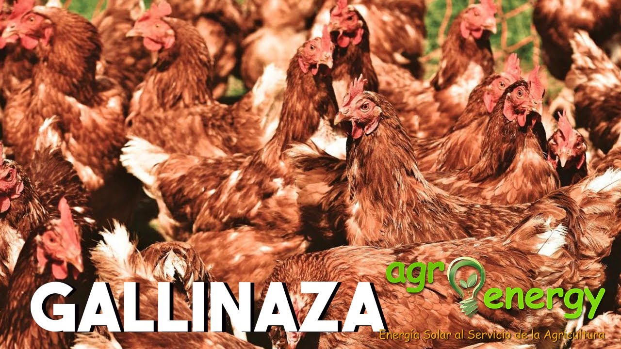 Gallinaza