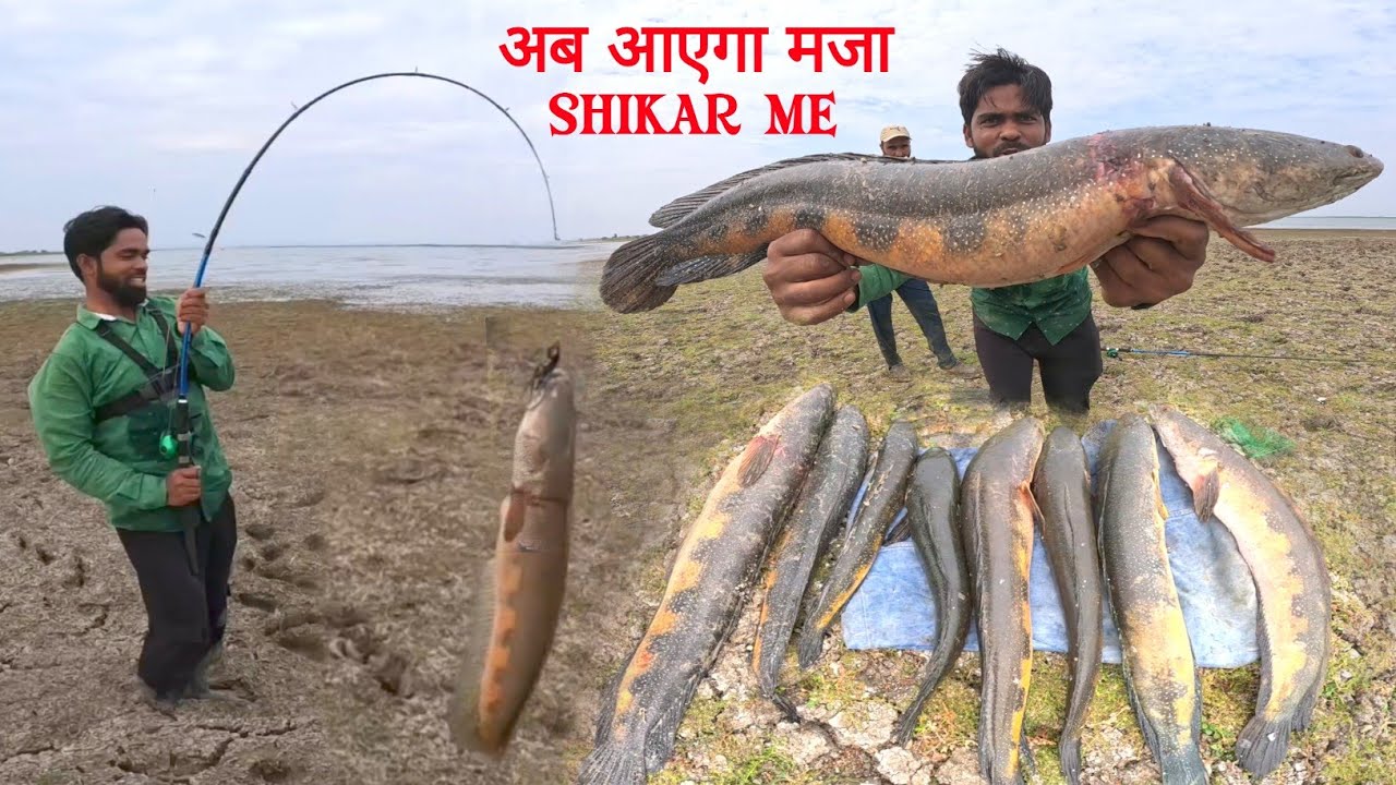 Big Snakehead Fish catch | बड़ी मछली पकड़ने का तरीका | Fishing Tips & Techniques | Snakehead Fishing