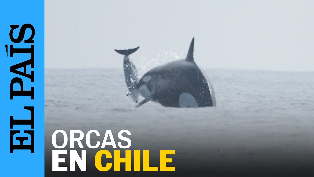 ORCAS | Im&aacute;genes in&eacute;ditas de una manada aliment&aacute;ndose en Chile | EL PA&Iacute;S