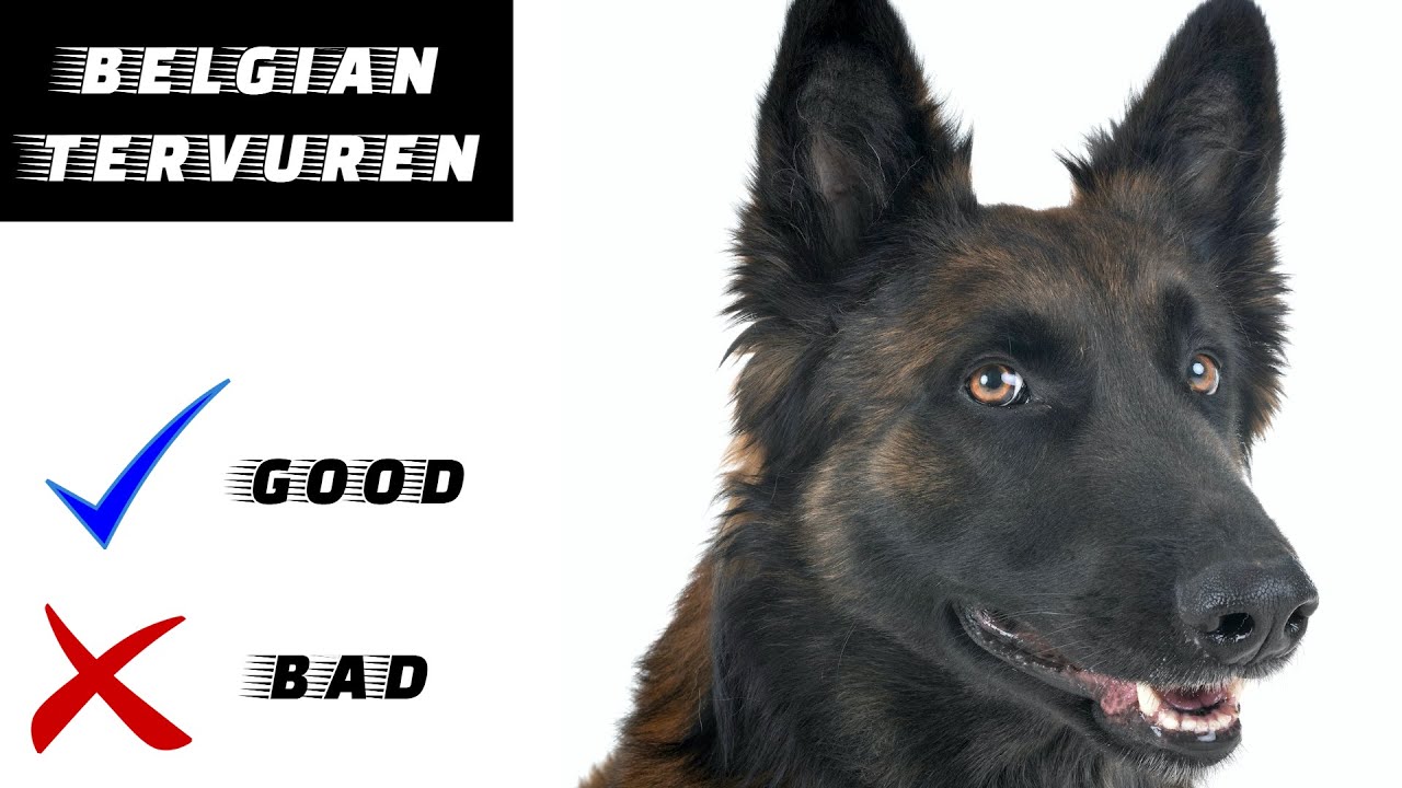 Belgian Tervuren Pros And Cons | The Good And The Bad.