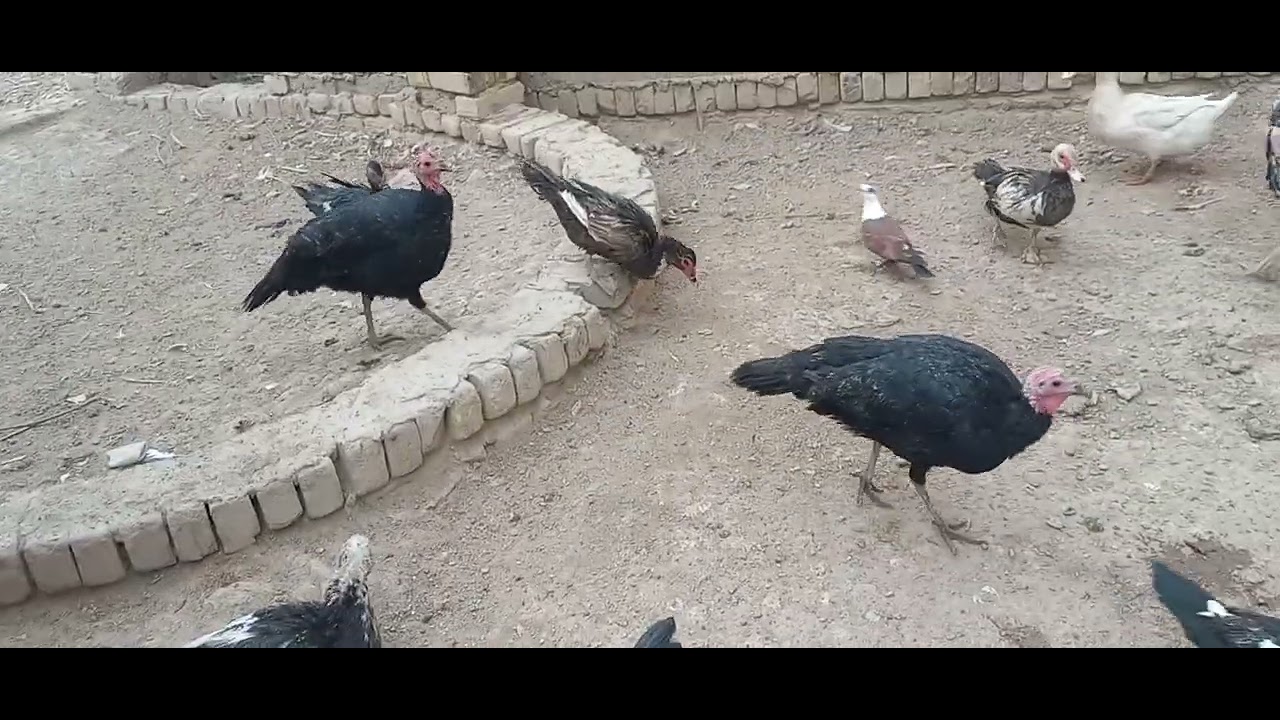 لا تنسونه بل الايك والاشتراك#trending