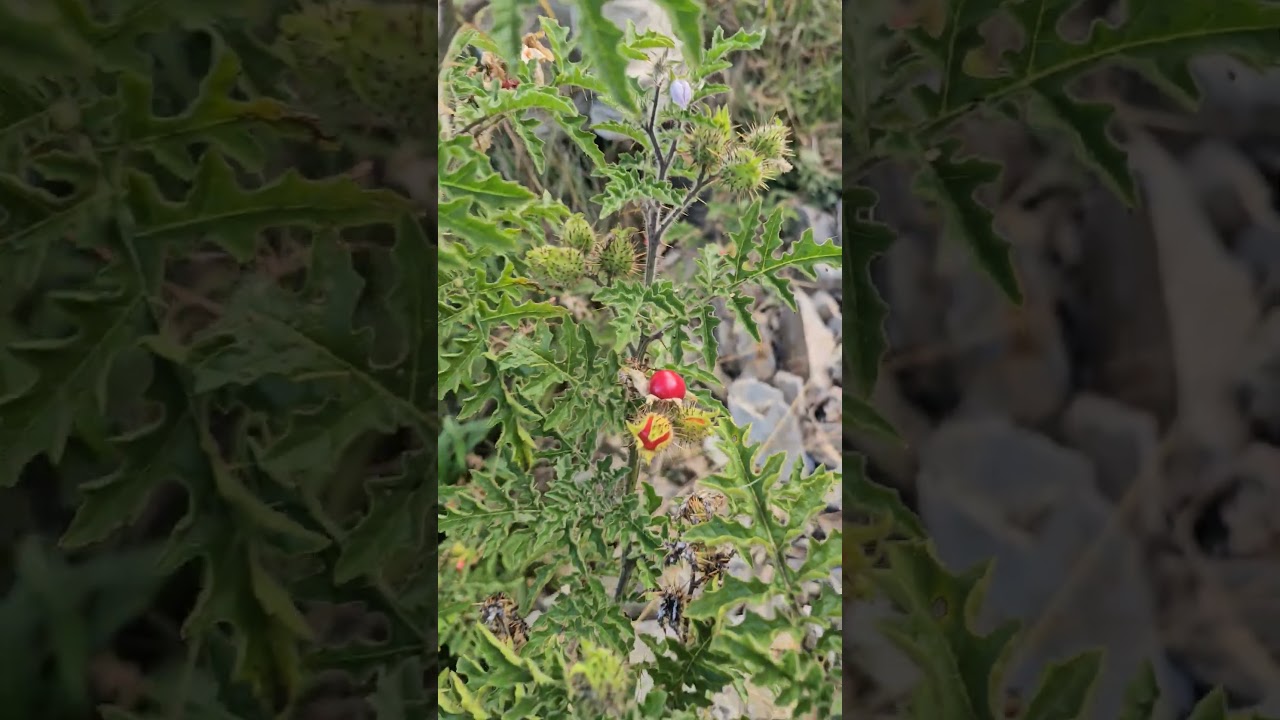 Conocen esta fruta? 