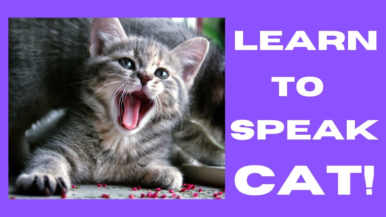Decoding Feline Communication  Understanding Your Cat's Language