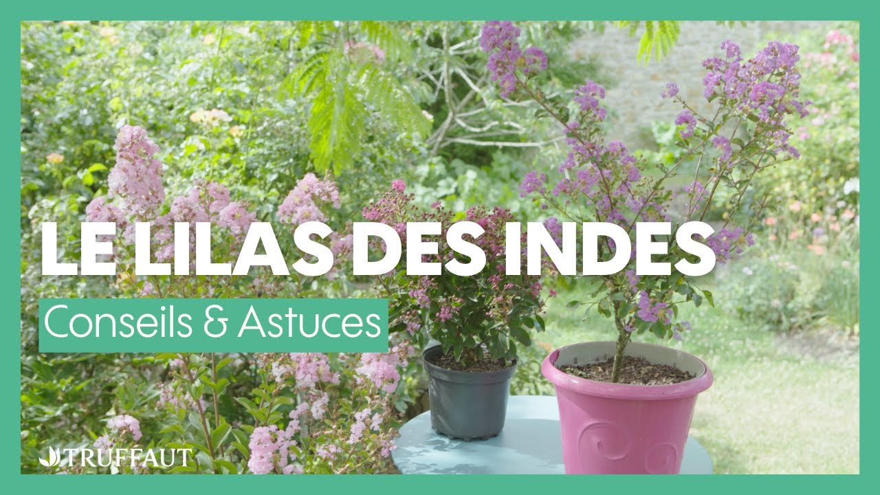 Le Lilas des Indes : caractéristiques et entretien - Truffaut