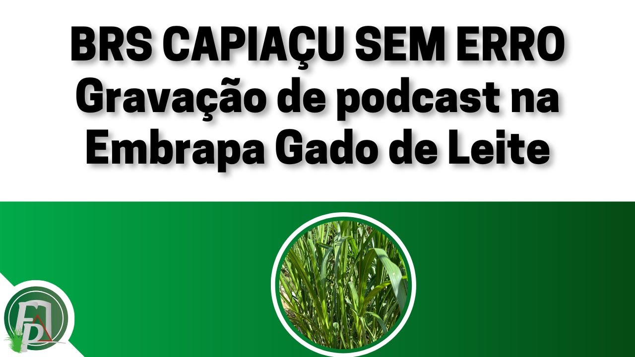 BRS CAPIAÇU SEM ERRO