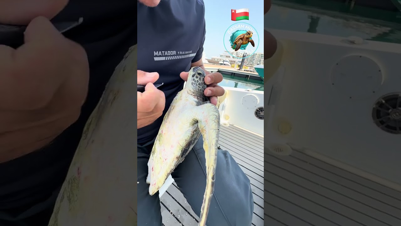 ‏قصة سلحفاة صغيرة تعاني من الطحالب البحرية ￼⚓️🐢🥺￼