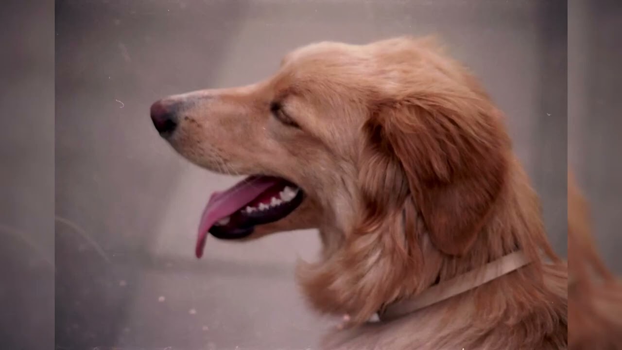The Hovawart, very good rescue and tracking dog.
