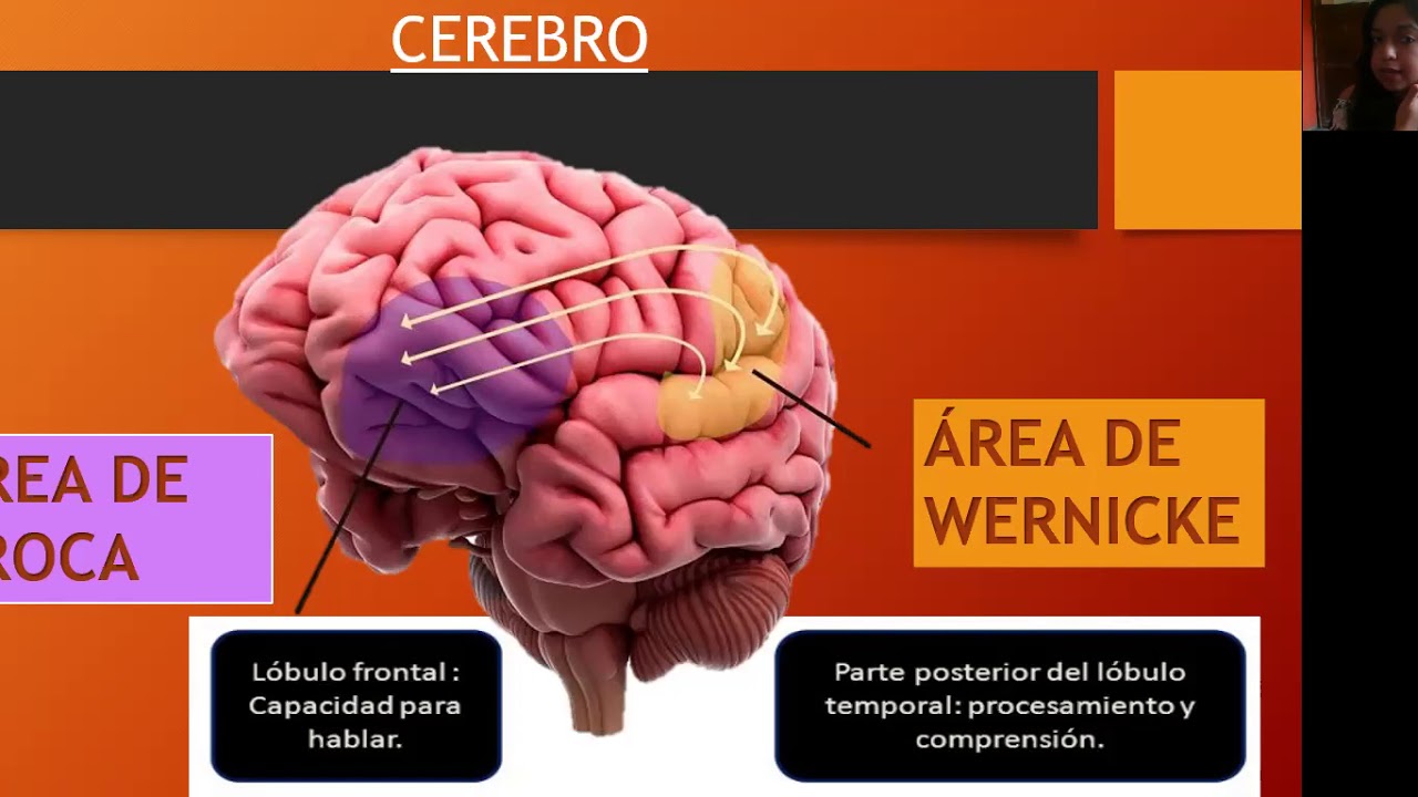 Área de Broca y Área de Wernicke