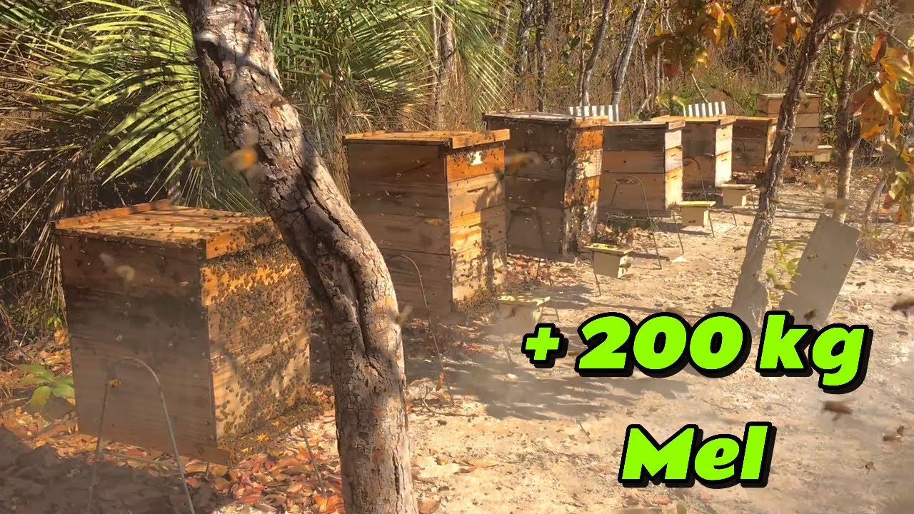 Quarta revisão apiário de casa/ MUITO MEL