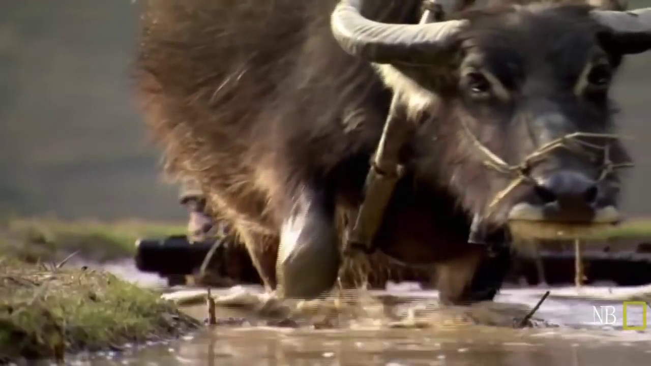 O Homem e a Natureza  &Aacute;gua HD Document&aacute;rio Dublado National Geographic
