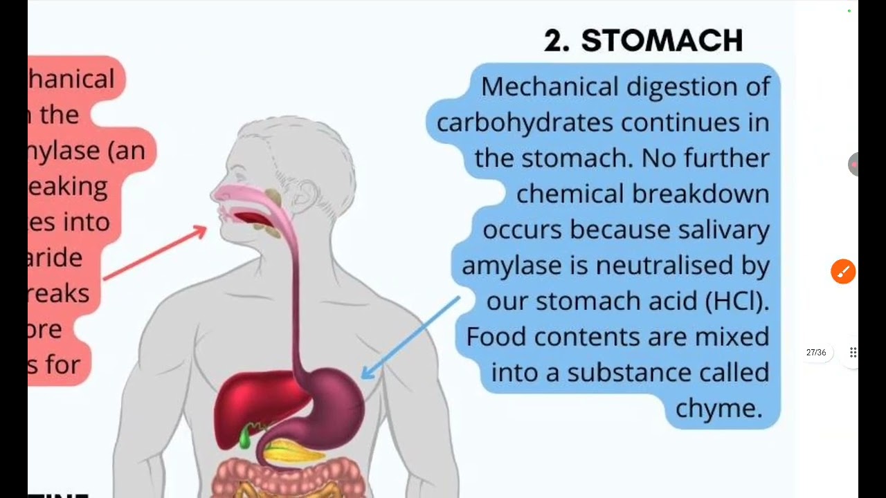 CHO digestion and absorption bio BUE Dr rawan salam